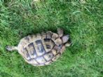Hermanns : Male approx 22 years old (Mugly)